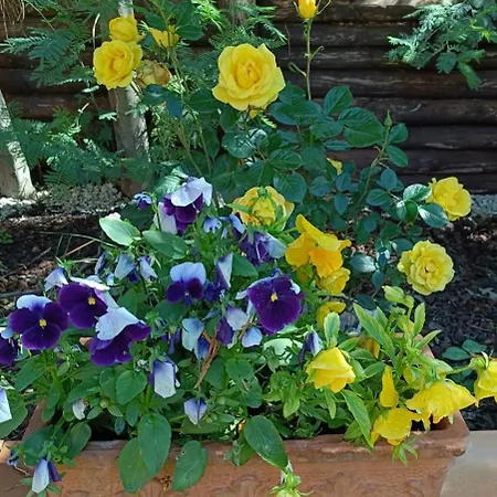 La Casetta Rossa Appartement *