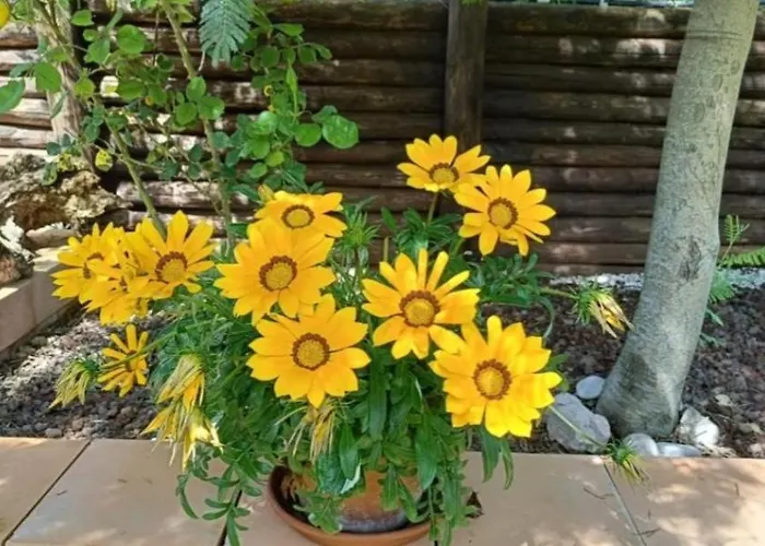 La Casetta Rossa Appartamento *